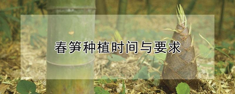 春笋种植时间与要求（春笋生长条件）