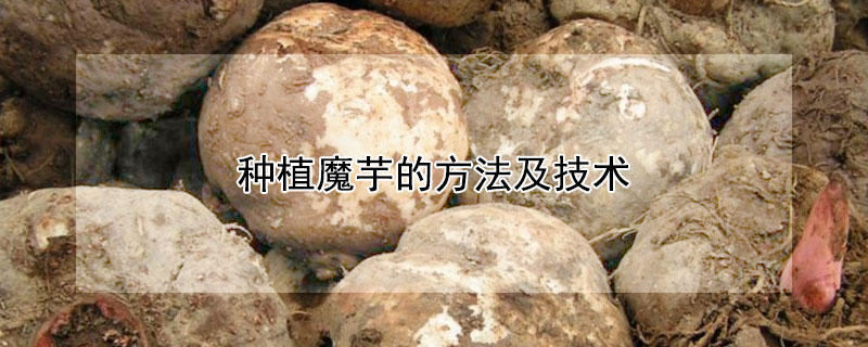 种植魔芋的方法及技术（种植魔芋的方法及技术要求）
