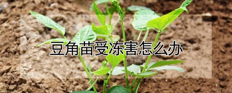 豆角苗受冻害怎么办（豆角苗冻了怎么办）