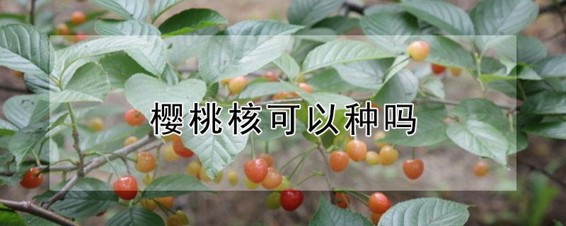 樱桃核可以种吗（樱桃核可以种吗什么时候种）