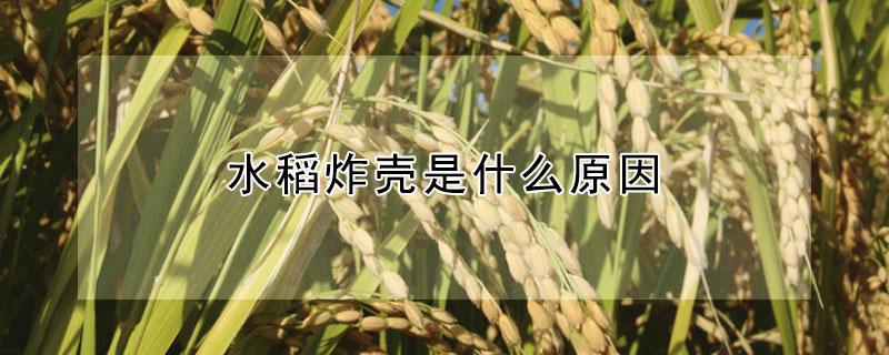水稻炸壳是什么原因（稻子炸壳是什么原因）