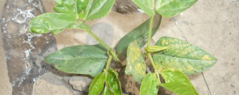 豆角秧根红是咋回事 豆角红根是怎么回事