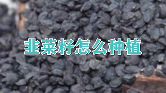 韭菜籽怎么种植（韭菜籽怎么种植容易发芽）