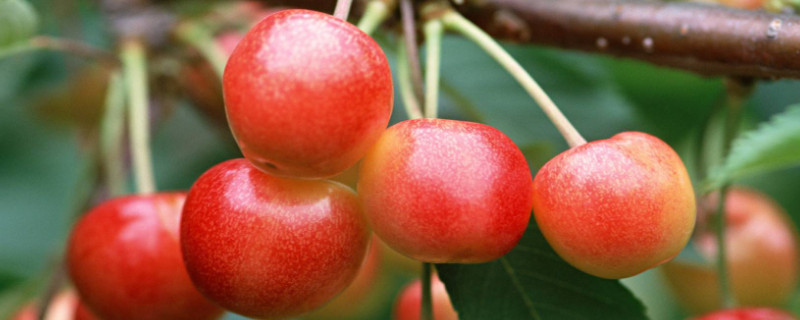 樱桃几年能结果（樱桃几年结果?盛果期多少年?）