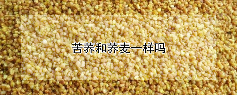 苦荞和荞麦一样吗（苦荞和荞麦一样吗 活血化瘀）