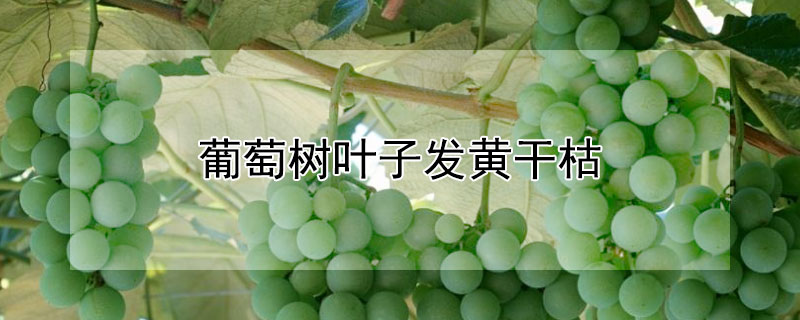 葡萄树叶子发黄干枯（葡萄树叶子发黄干枯有霉斑）