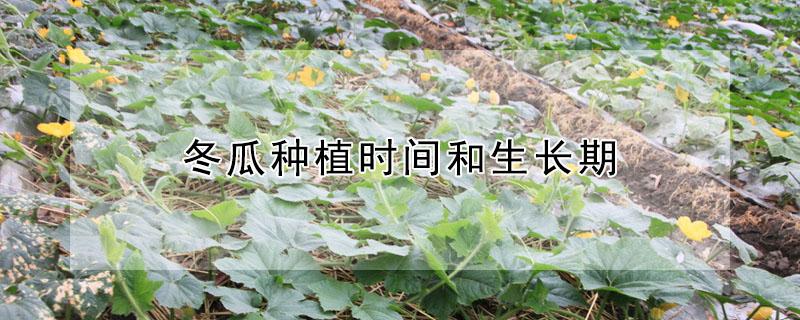 冬瓜种植时间和生长期（冬瓜的种植时间）
