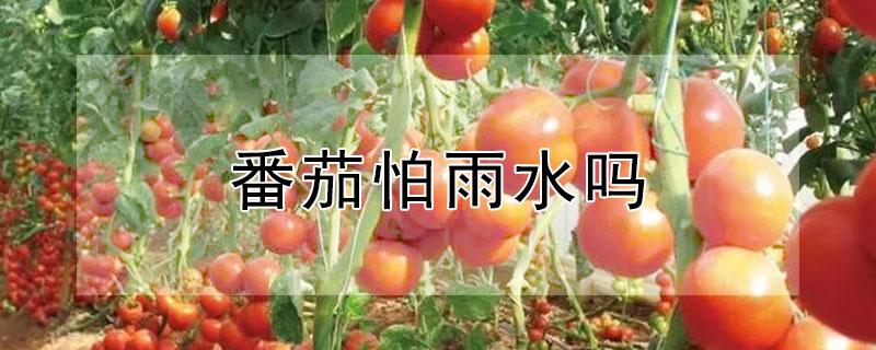 番茄怕雨水吗 番茄雨水多要防什么病