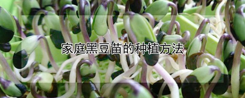 家庭黑豆苗的种植方法（家庭黑豆苗的种植方法视频）