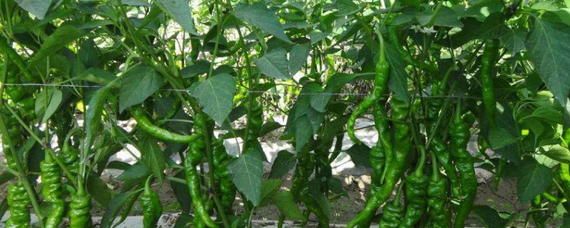 辣椒种植株距与行距（辣椒种植株距与行距比例）