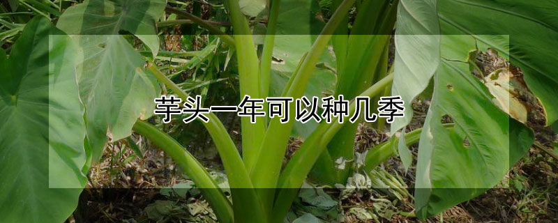 芋头一年可以种几季 芋头一年可以种几季呢