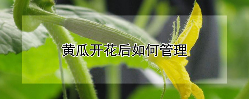 黄瓜开花后如何管理（黄瓜开花后如何管理视频）