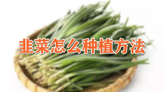 韭菜怎么种植方法（韭菜怎么种植方法视频）