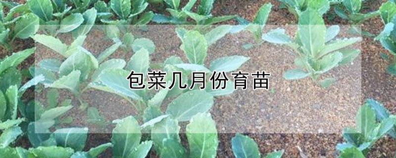 包菜几月份育苗（包菜几月份育苗最好）