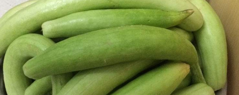 白瓜的种植方法和时间（白瓜的种植方法和时间视频）