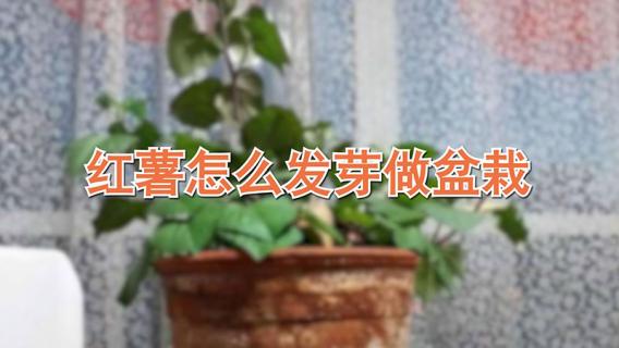 番薯长出芽怎样盆栽 番薯长出芽怎样盆栽才能活