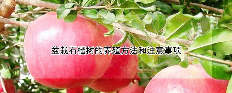 盆栽石榴树的养殖方法和注意事项 盆栽石榴树的养殖方法和注意事项,时间种植石榴的时间