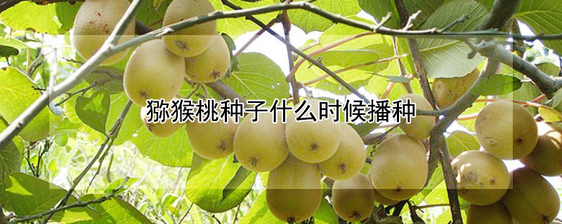猕猴桃种子什么时候播种（猕猴桃籽什么时候播种）