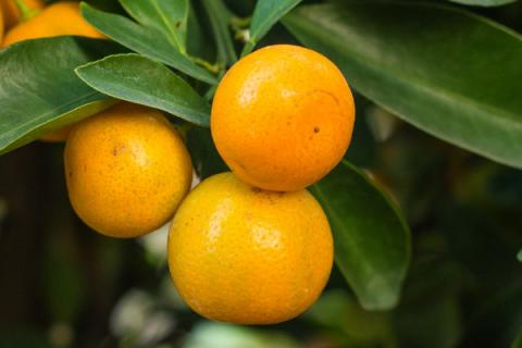 桔子树的修剪方法