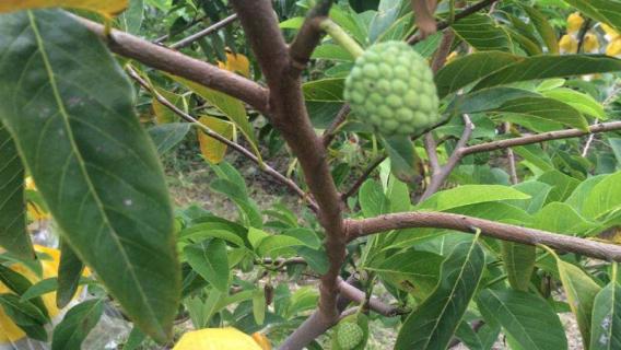 台湾水果有哪些