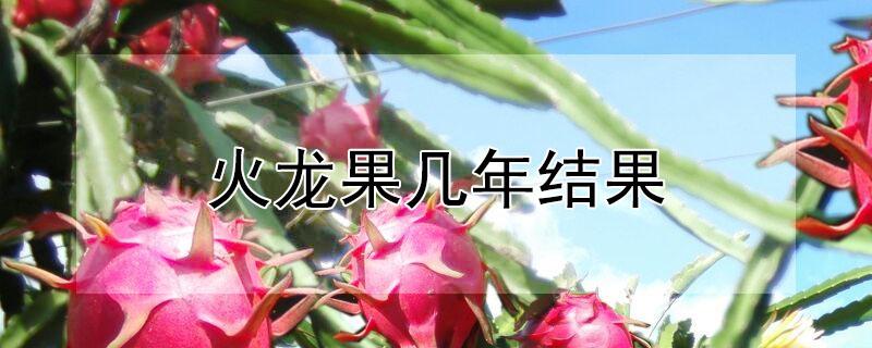火龙果几年结果（火龙果几年结果?）