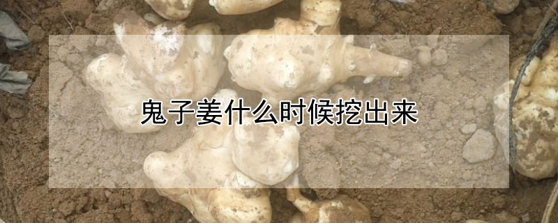鬼子姜什么时候挖出来（鬼子姜什么时候可以挖）