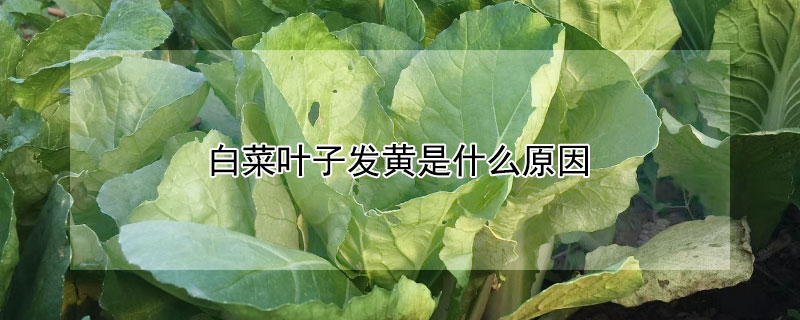 白菜叶子发黄是什么原因 种的小白菜叶子发黄是什么原因