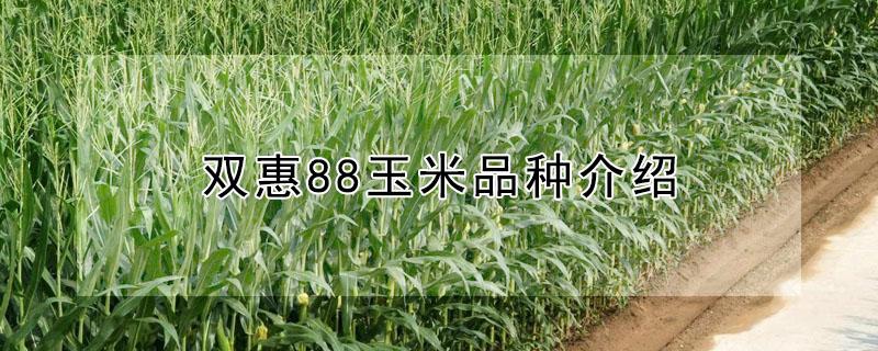 双惠88玉米品种介绍（双惠88玉米生长特性）