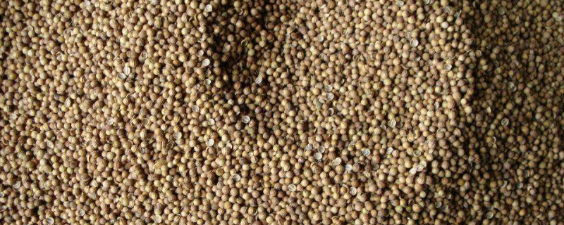 香菜籽怎么种出苗快 香菜籽怎么种出苗快痛风能不能吃香菜