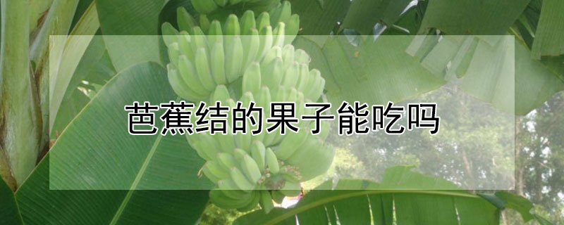 芭蕉结的果子能吃吗（芭蕉结的果子能吃吗图片）