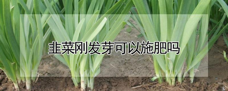 韭菜刚发芽可以施肥吗（韭菜刚发芽可以施肥吗）