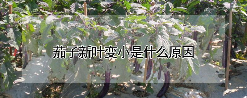 茄子新叶变小是什么原因（茄子叶子小是什么原因）