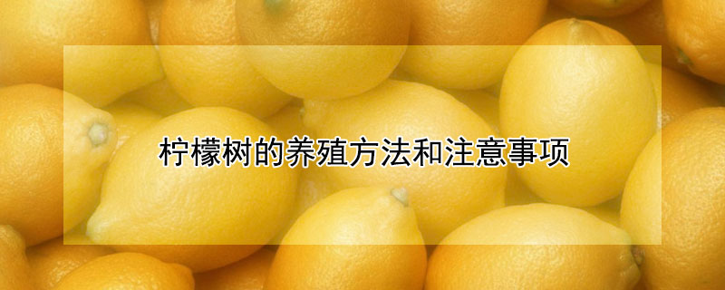 柠檬树的养殖方法和注意事项（家养柠檬树的养殖方法和注意事项）