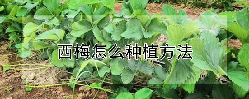 西梅怎么种植方法（西梅种植方法和时间）