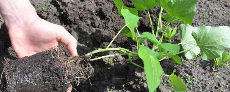 红薯插苗方法 红薯插苗方法图片