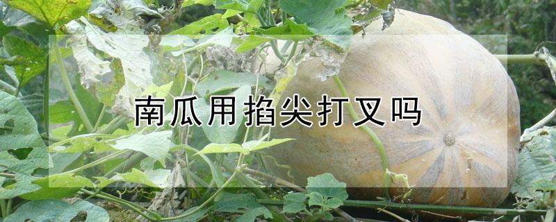 南瓜用掐尖打叉吗 南瓜用不用掐尖打叉
