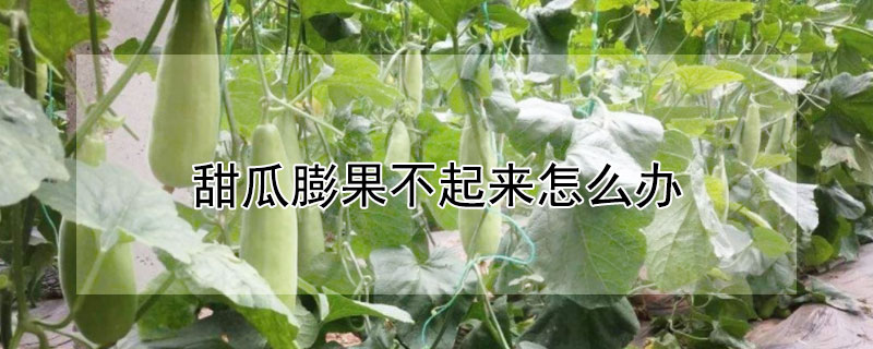甜瓜膨果不起来怎么办（甜瓜不开花怎么办）
