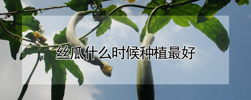 丝瓜什么时候种植最好 丝瓜什么时候种植最好 时间