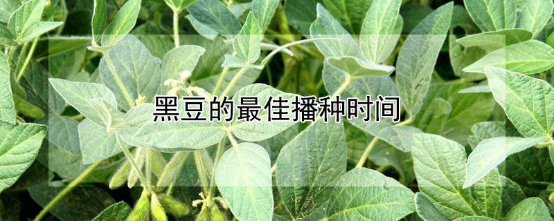 黑豆的最佳播种时间（黑豆的播种季节）
