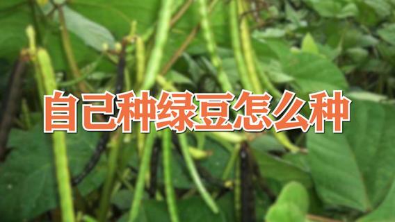 自己种绿豆怎么种 自己种绿豆怎么种最快