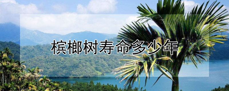 槟榔树寿命多少年（槟榔树的寿命有多长）