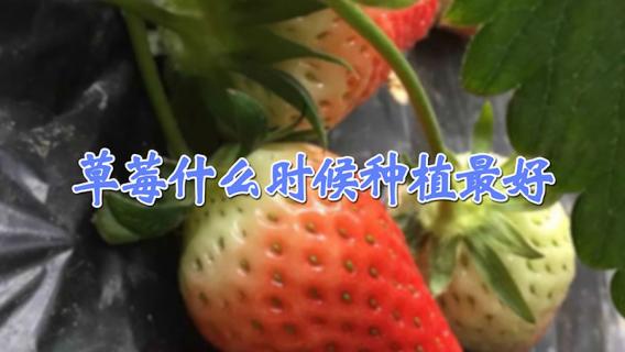 草莓什么时候种植最好（阳台草莓什么时候种植最好）