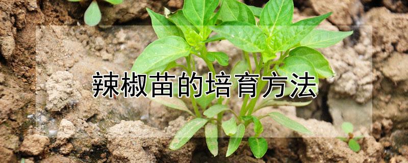 辣椒苗的培育方法 辣椒苗的培育方法和技术