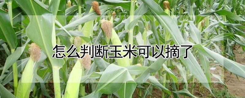 怎么判断玉米可以摘了（怎么判断玉米可以摘了图片）