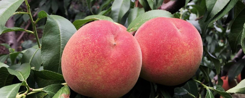 桃子树怎么修剪 桃子树怎么修剪视频