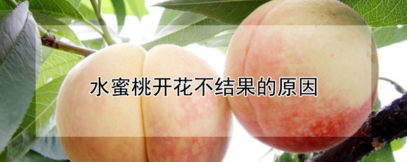 水蜜桃开花不结果的原因 水蜜桃开花不结果的原因是