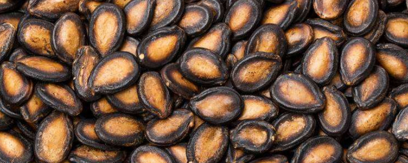 西瓜怎么催芽土办法 怎样催西瓜芽