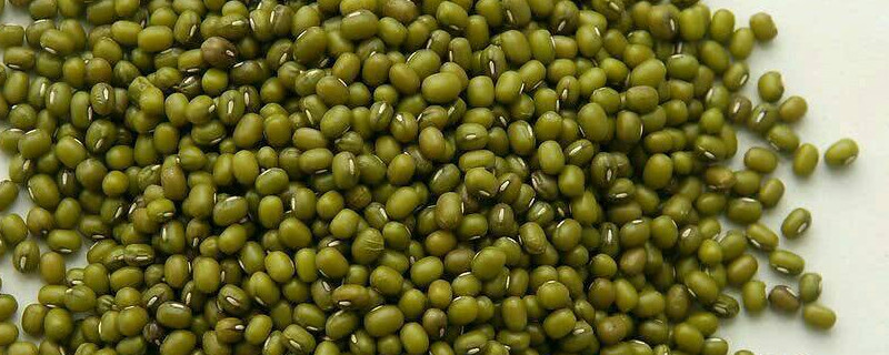 绿豆长虫了怎么办 绿豆长虫了怎么办还能吃吗