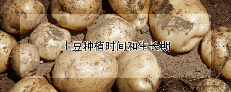 土豆种植时间和生长期 湖南土豆种植时间和生长期