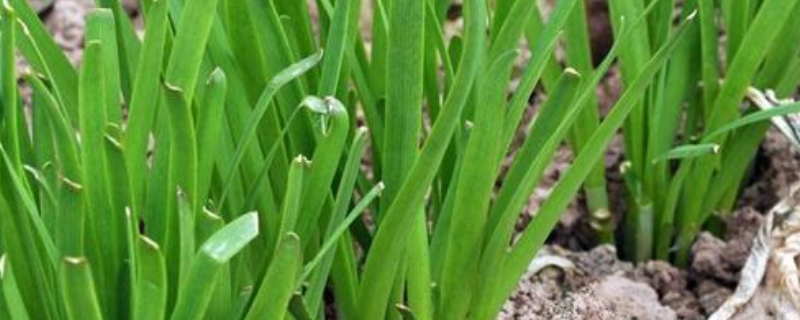 如何在家种韭菜（如何在家种韭菜视频）